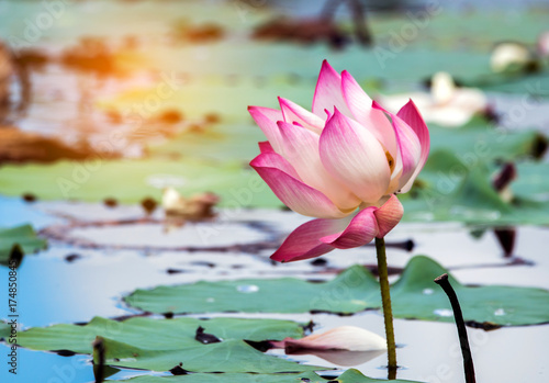 Beautiful lotus flower is the symbol of the Buddha, Thailand