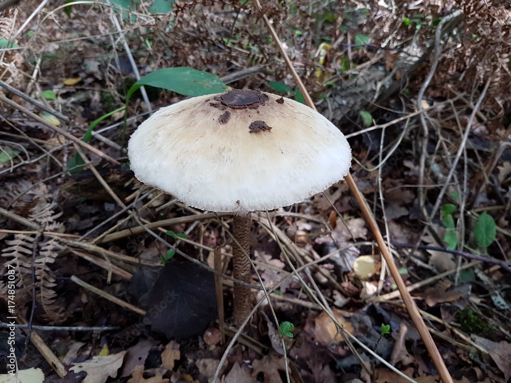 Champignons non comestible Champignons non comestible