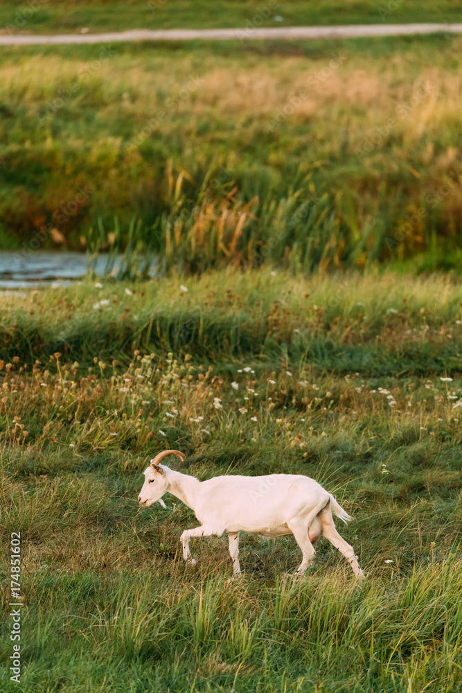 Goat Walking In Green Summer Grass On A Sunny Evening. Goat Eating Goat Walking In Green Summer Grass On A Sunny Evening. Goat Eating