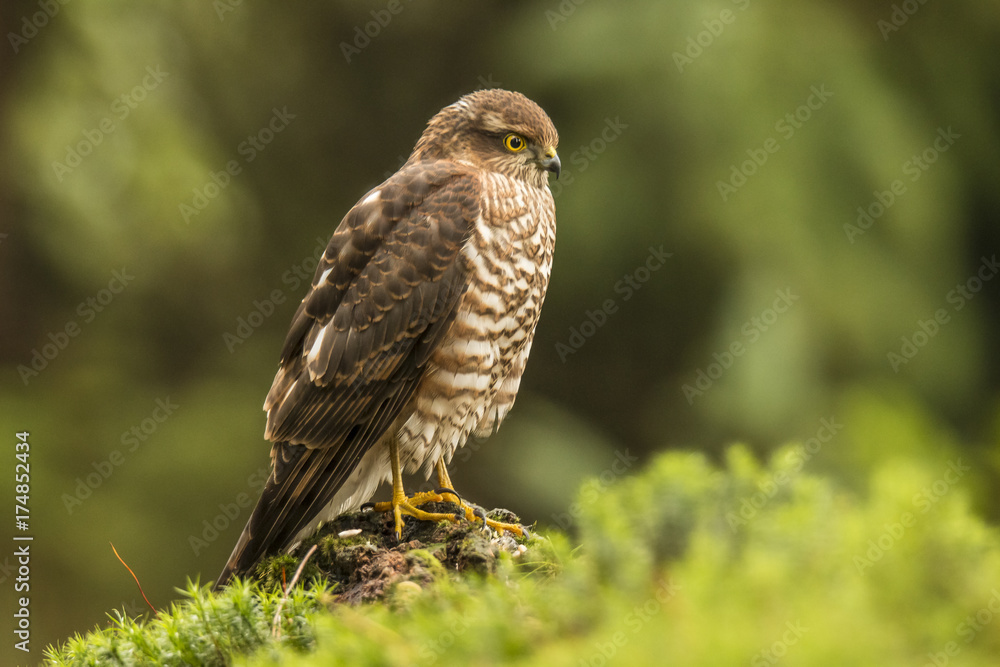 sparrowhawk sparrowhawk