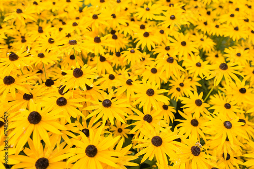 Rubeckia, or Goldsturm flowers. photo