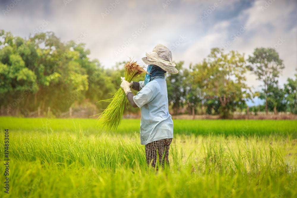 Asian farmer transplant rice seedlings in rice field. Farmer planting of the rice season, be prepared for planting. Asian farmer transplant rice seedlings in rice field. Farmer planting of the rice season, be prepared for planting.