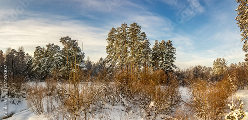 Заснеженный зимний лес кустами и елями, Россия, Урал, январь