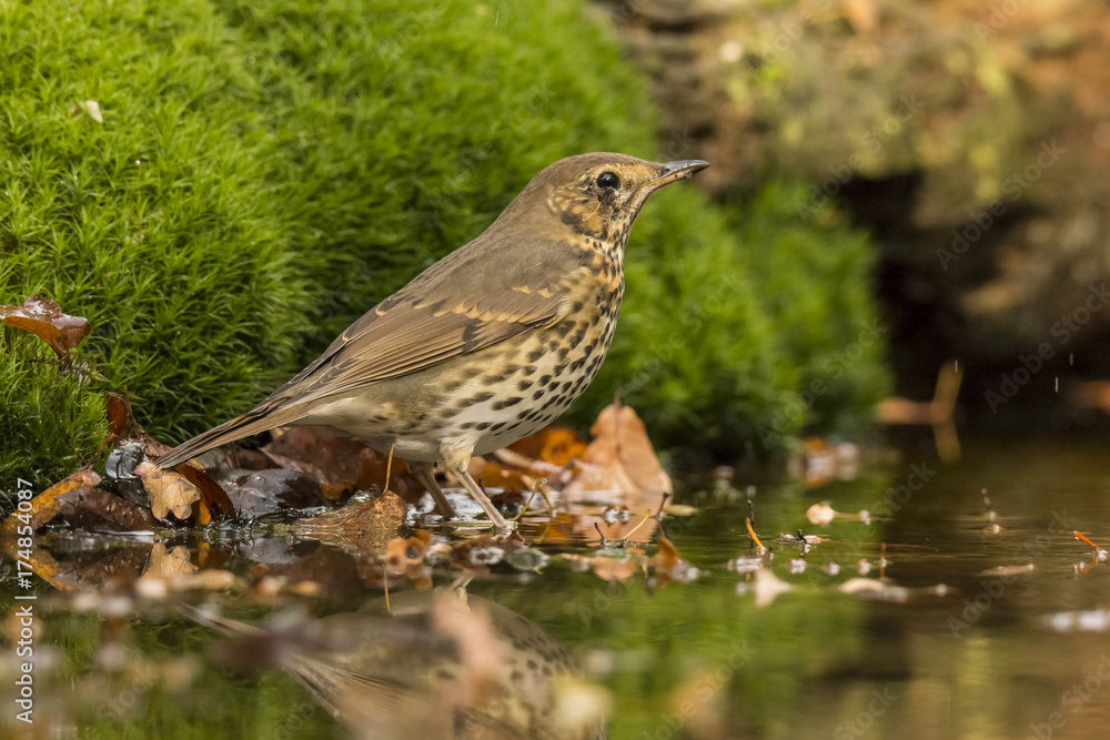 Thrush Thrush