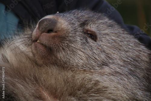 Wombats-Tasmanien photo