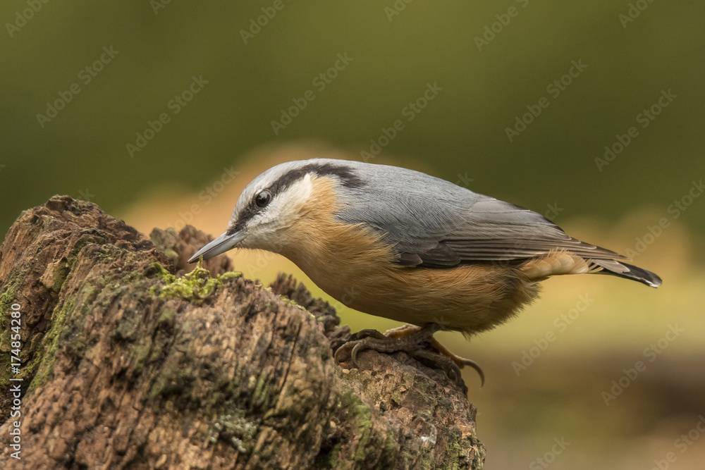 Nuthatch Nuthatch