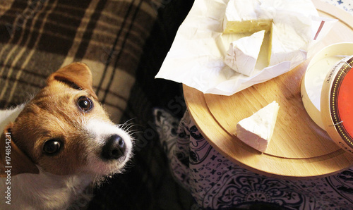 Dog Jack Russell Terrier begging the hostess cheese.