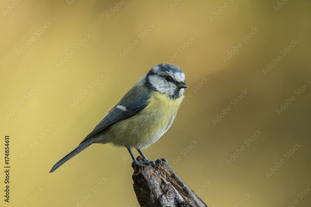 Obraz premium Tom tit