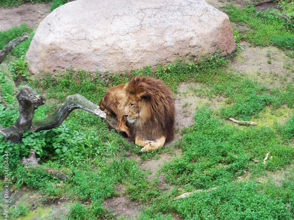 Obraz premium Lion resting on the ground