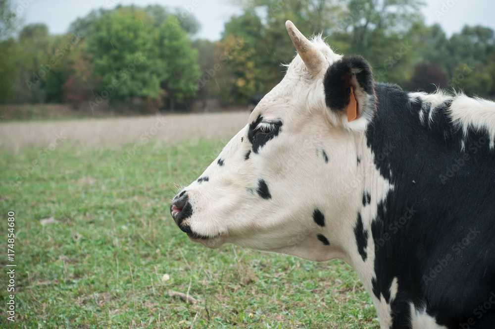 détail vache noire et blanche dans une prairie 