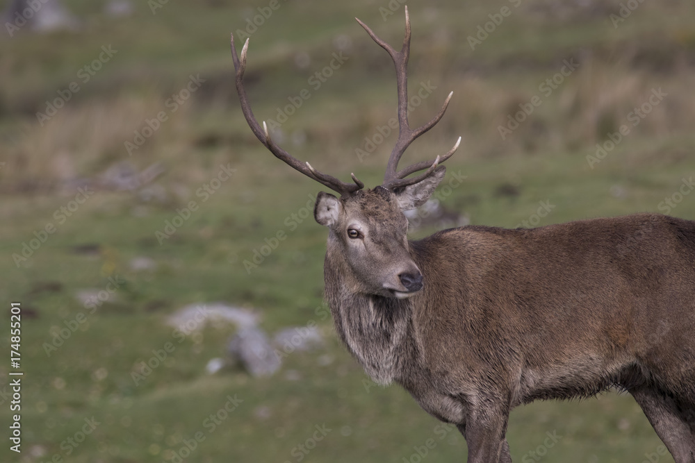 red deer stag during rutting season roaring, running, alone and in group, Cervus elaphus