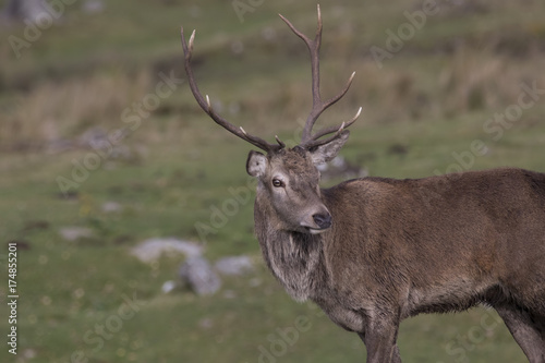 red deer stag during rutting season roaring, running, alone and in group, Cervus elaphus