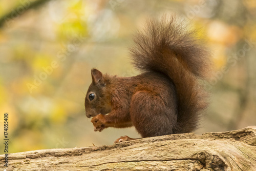 Squirrel © Gert Hilbink