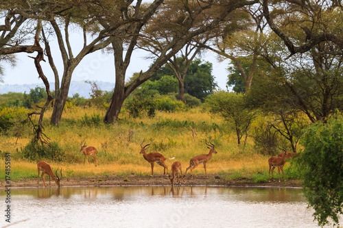 Antelope at the watering place. Small pond in savanna. Tanzania  Africa