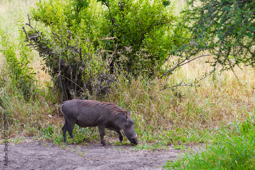 Warthog in the Tarangire. Tanzania
