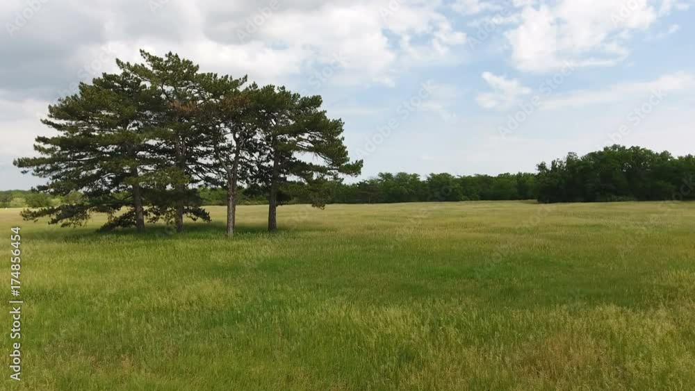 An impressive bird`s eye view of several high old pines in a huge wheat field in Ukraine on a sunny day in summer. The skyscape with numerous white and gray clouds looks great. An impressive bird`s eye view of several high old pines in a huge wheat field in Ukraine on a sunny day in summer. The skyscape with numerous white and gray clouds looks great.
