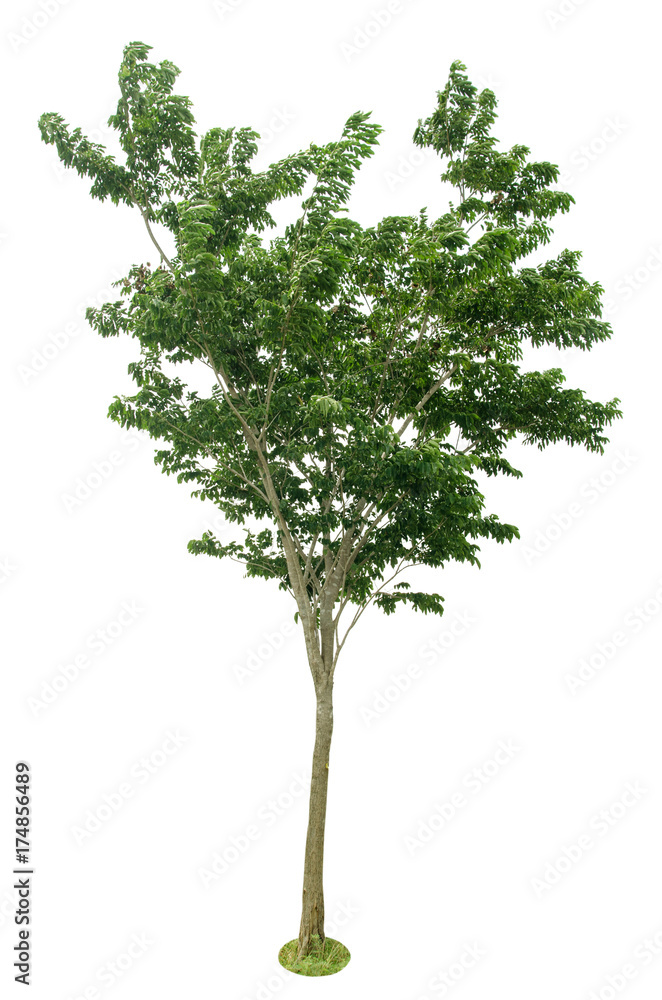 Obraz premium tree isolated on white background