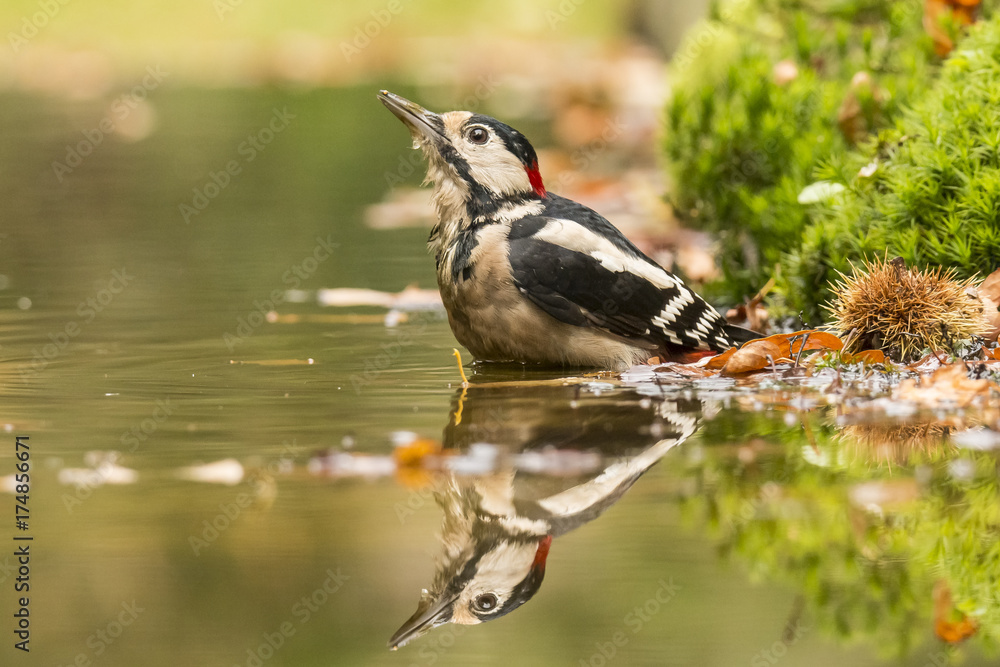 Obraz premium Woodpecker