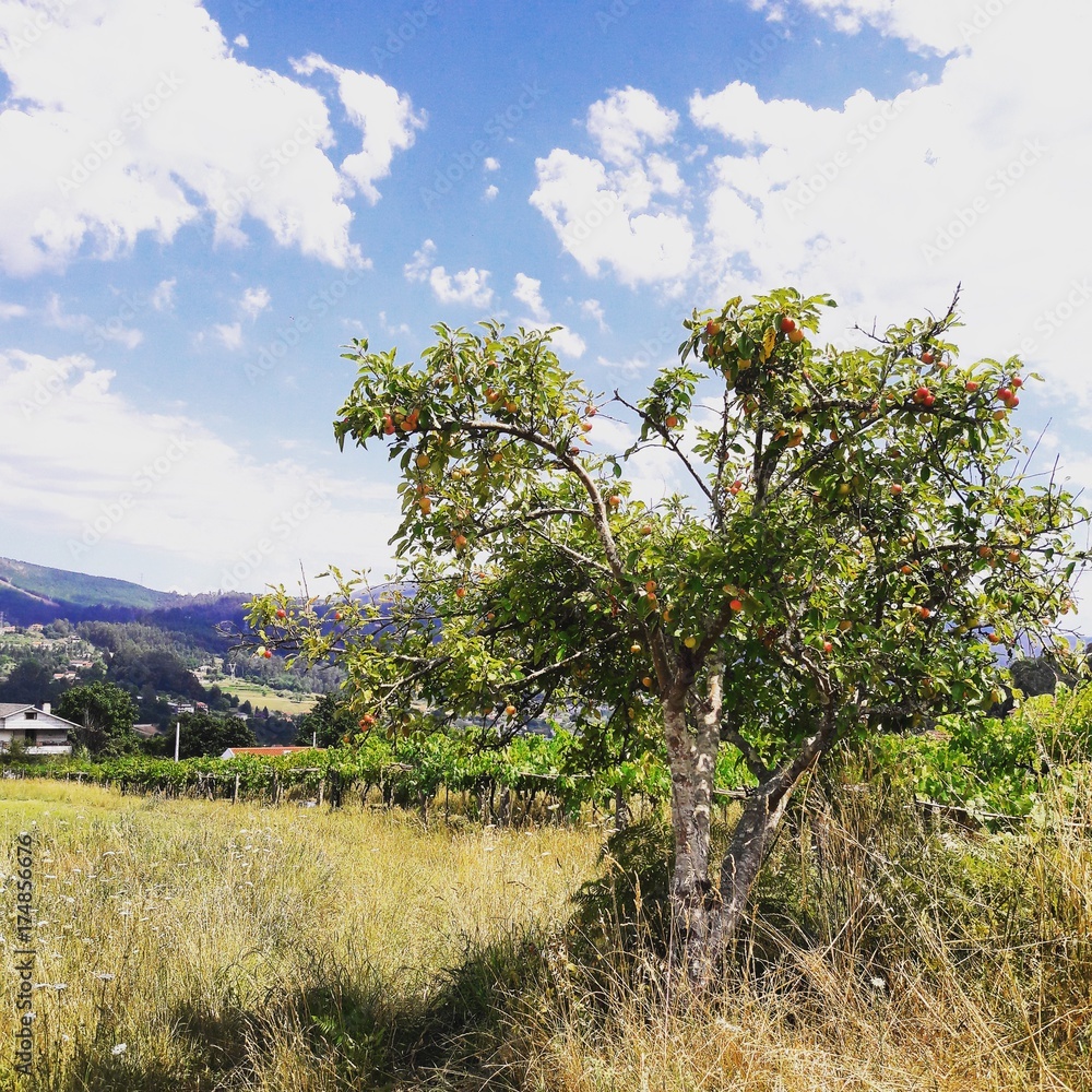 Grenade tree and vineyard outside vigo galicia spain