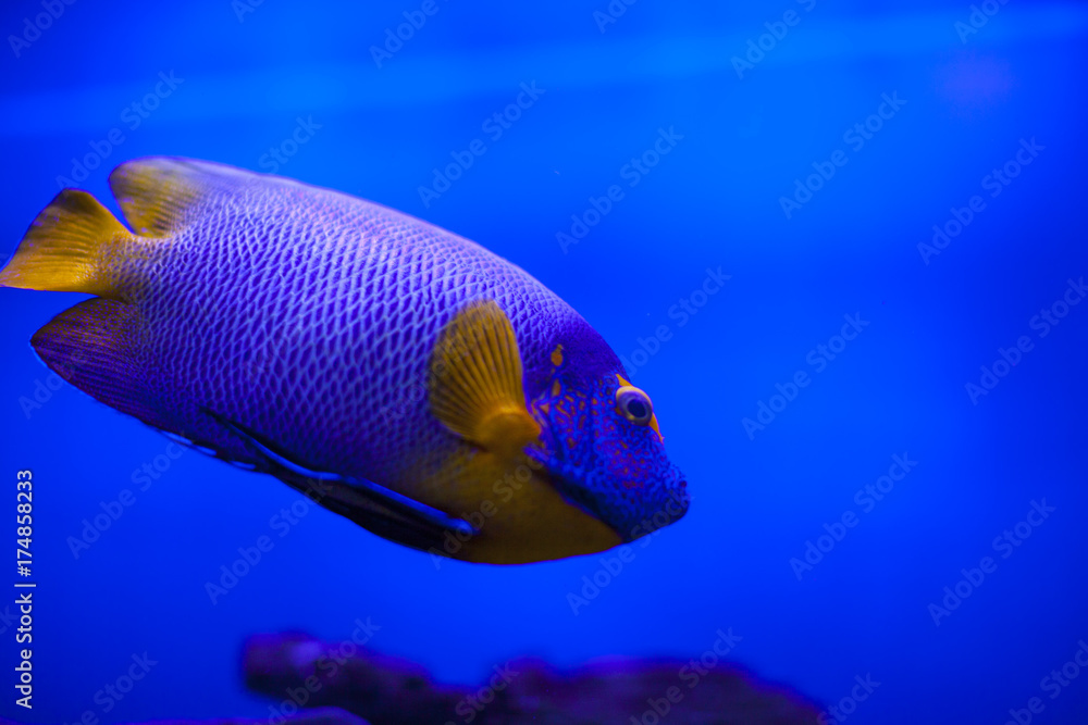 The marine life of the Indian Ocean. Colorful aquarium, showing colorful fish swimming The marine life of the Indian Ocean. Colorful aquarium, showing colorful fish swimming