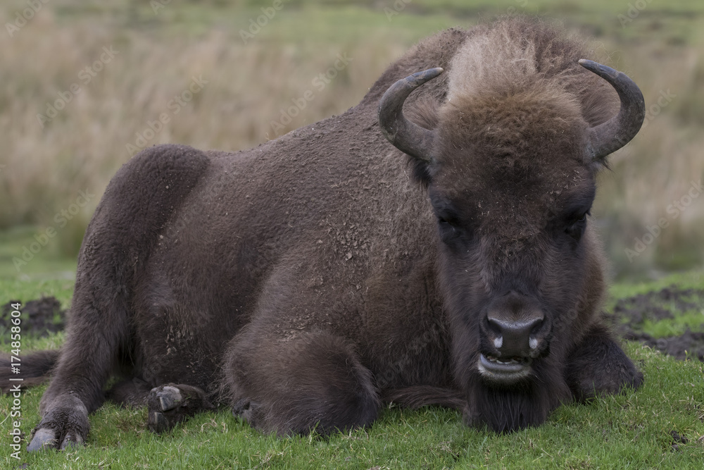 european bison, wisent, buffalo, Bison bonasus, walking and laying scene european bison, wisent, buffalo, Bison bonasus, walking and laying scene