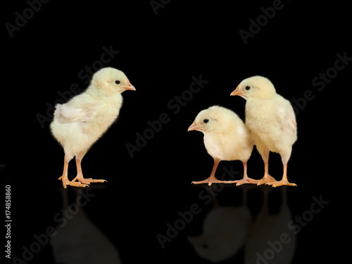 Chickens on black background. The concept of communication, growing up