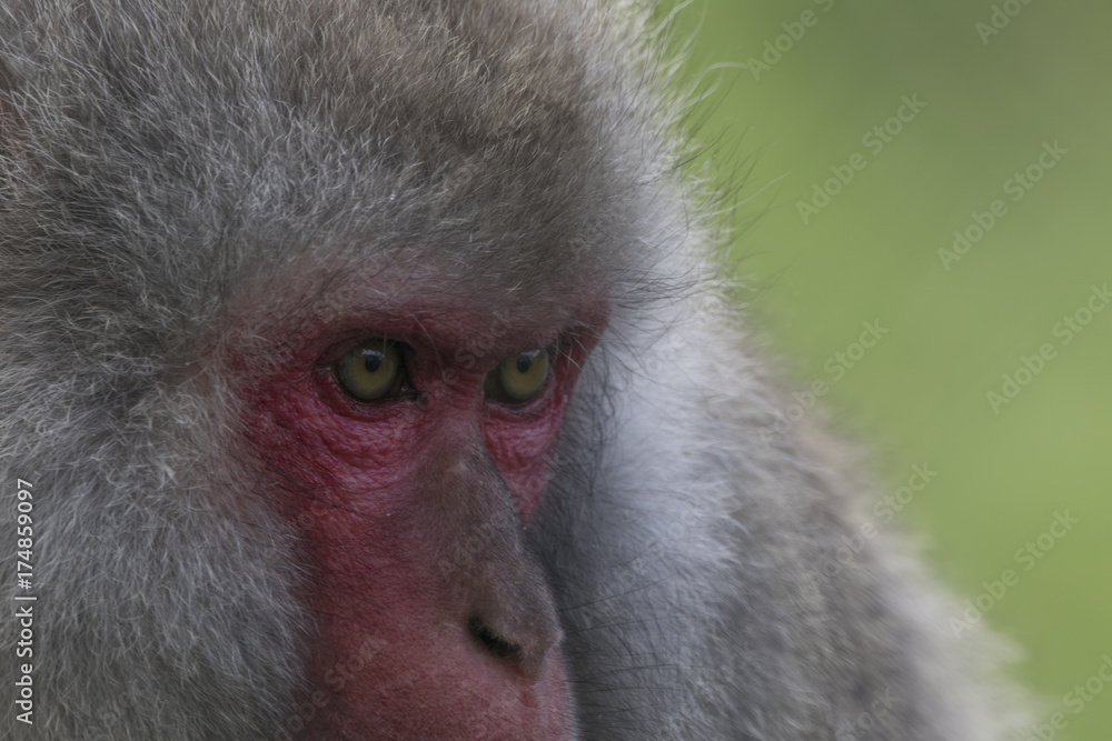 Obraz premium snow monkey, Japanese macaque, Macaca fuscata