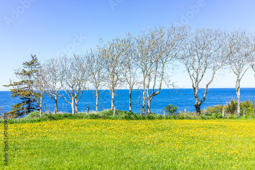 Yellow dandelion flowers and view of Saint Lawrence river in La Martre in the Gaspe Peninsula, Quebec, Canada, Gaspesie region photo