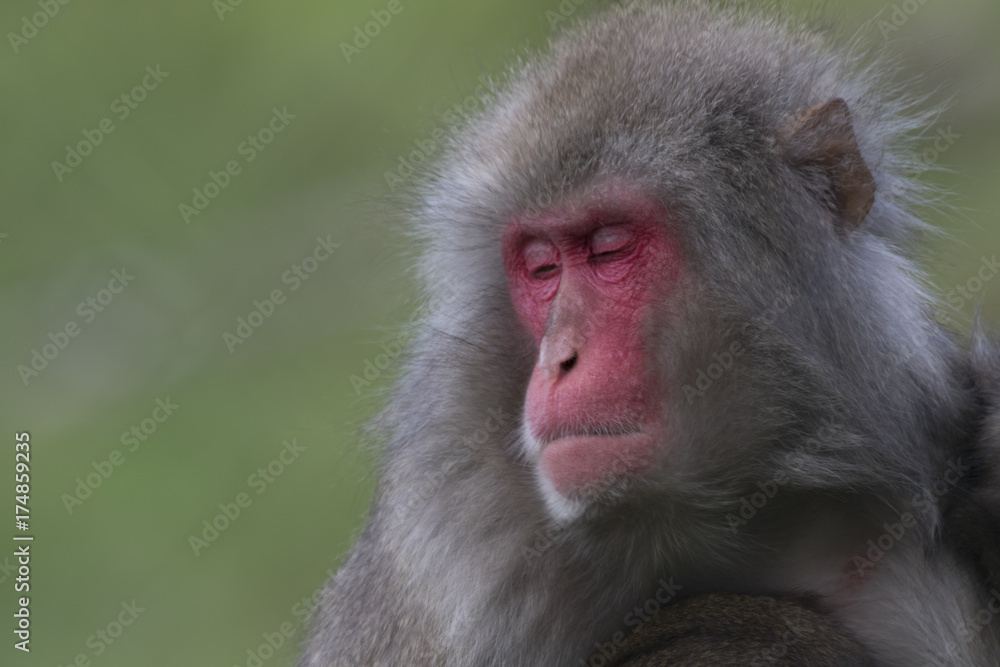 snow monkey, Japanese macaque, Macaca fuscata snow monkey, Japanese macaque, Macaca fuscata