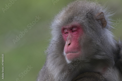 snow monkey, Japanese macaque, Macaca fuscata © Paul