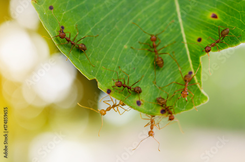 Ants caught on green leaves and had a natural bokeh background.Shows harmony in doing business.