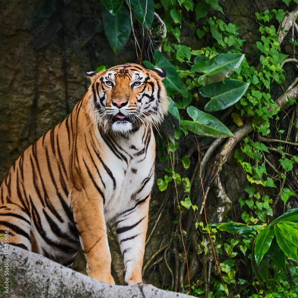 Obraz premium Close up tiger.