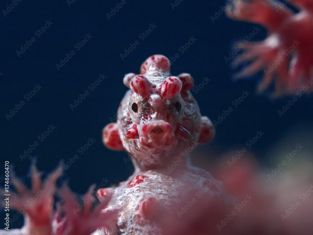 Obraz premium Pygmy Seahorse, Zwergseepferdchen (Hippocampus bargibanti)
