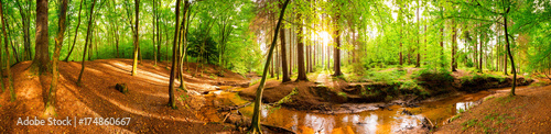 Beautiful forest panorama with sun and brook