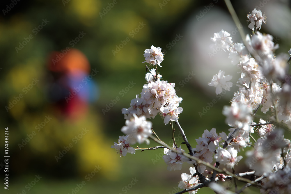 almond tree blossom with the silhouette of a boy background almond tree blossom with the silhouette of a boy background