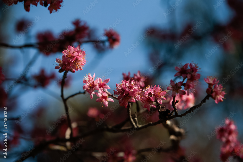 almond tree and cherry tree blossom, madrid, spain almond tree and cherry tree blossom, madrid, spain