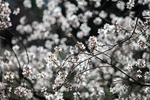 almond tree flowers in early spring, madrid, spain