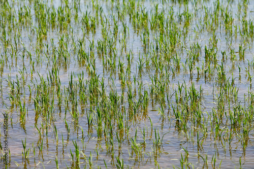 rice paddy