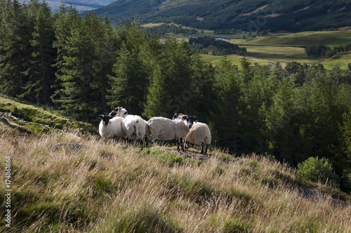 Group of sheep in a hill in the Highlands of Scotlant in the United Kingdom