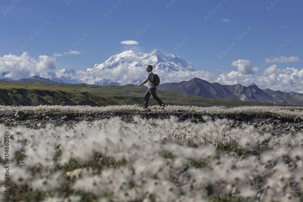 Hiker in the National Park Denali (McKinley), Alaska, USA