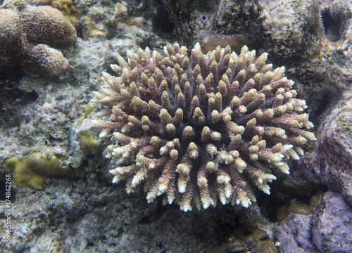 Acropora coral in Indoensia