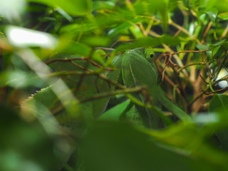 Handdoek met foto Kameleon Kameleon verstopt tussen groene bladeren  © kozorog