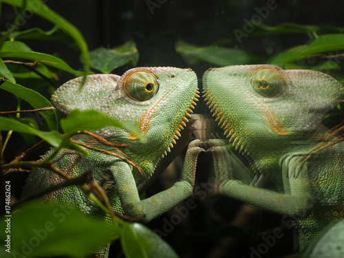 Chameleon looks at his reflection in the glass terrarium