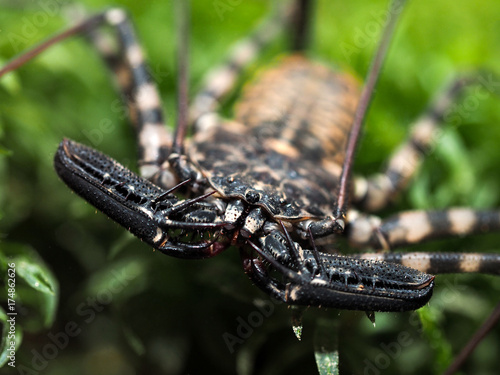 Amazing spider Amblypygi. Macro photography, wildlife