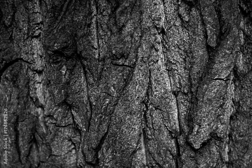 Abstract grunge black and white bark background Abstract grunge black and white bark background