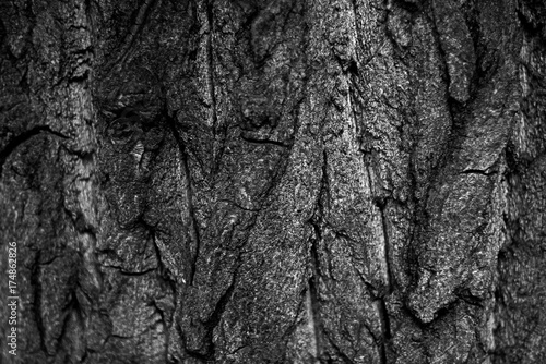 Abstract grunge black and white bark background