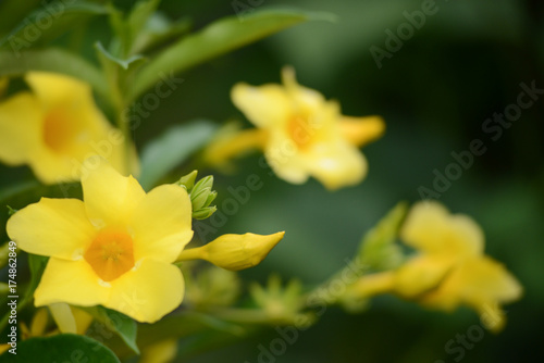  Close up of yellow flower, Golden Trumpet, Allamanda cathartica, on green leaves blurred green background
