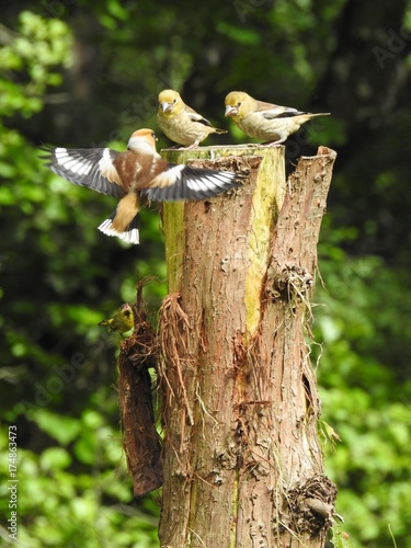 Family of hawfinches