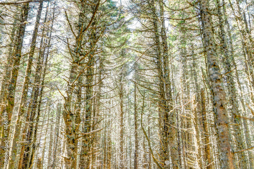 Sunny bright forest on trail with tall spruce trees in Bonaventure Island  Quebec  Canada