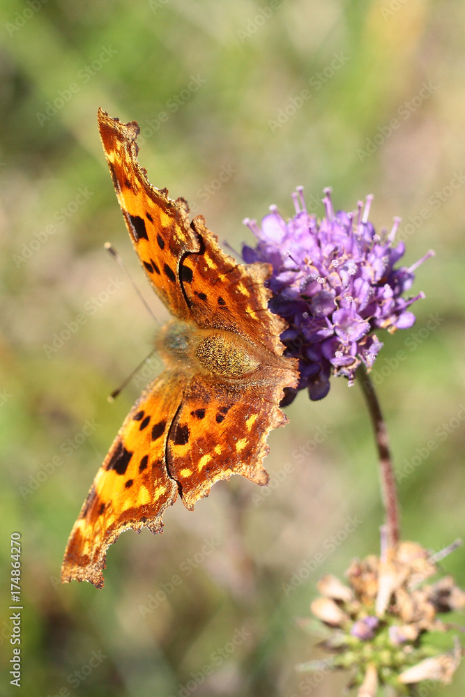 Fototapeta premium Polygonia c-album